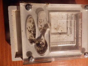 Le nid, [Blog] Lasius sp.
