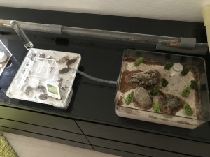 Création de l'ADC et connexion, [Blog] Les Camponotus nicobarensis radioactives ²³⁵U