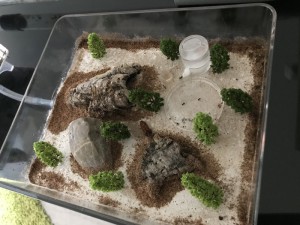 ADC en détail, [Blog] Les Camponotus nicobarensis radioactives ²³⁵U