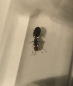 Gyne, [Crematogaster scutellaris] Crematogaster scutellaris