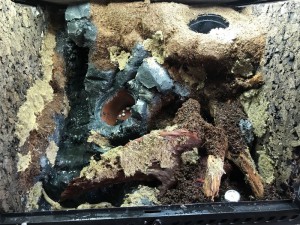 Collage de la mousse, [Blog] Les Odontomachus sp. radiocatives ²³⁵U et le paludarium