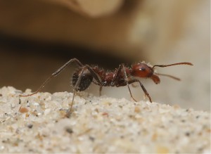 Messor cephalotes minor, [Blog] Messor cephalotes