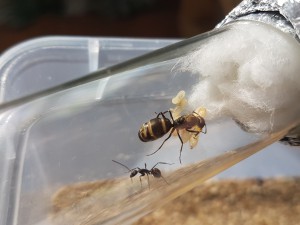 Camponotus dolendus, 