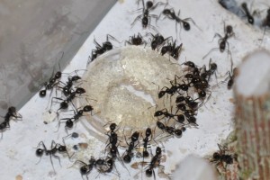 Aphaenogaster à l'assaut de la gelé, Produire des cubes solides de miellat ?