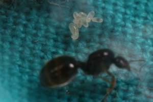 Larves 1, [Blog] Récolte de Solenopsis fugax