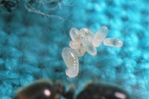 Larves 2, [Blog] Récolte de Solenopsis fugax
