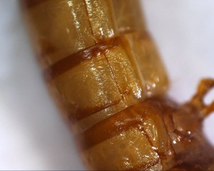 Photo 1, Microscope USB, avis ?