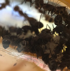 Physogastrie, [Q/R] Les Camponotus nicobarensis radioactives ²³⁵U