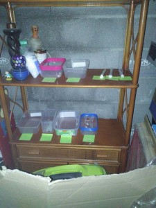 Leur installation pour la diapause dans mon garage, 