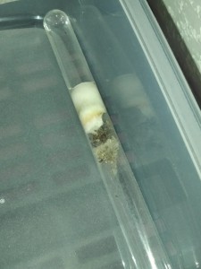 Lasius emarginatus 2 en pré diapause depuis pas mal de temps, 