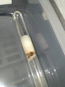Temnothorax en pré diapause, 