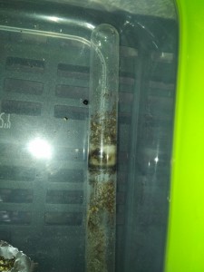 Les Tetramorium dans leur ancien tube ou elles avaient creusé le coton, 