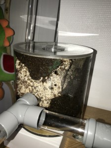 Vue sur le côté de l'entrée, [Blog] Les Acromyrmex octospinosus radioactives  ²³⁵U