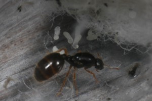 Nymphes, [Blog] Récolte de Solenopsis fugax
