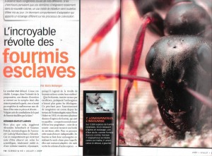 Articles concernant les fourmis, L'incroyable révolte des fourmis esclaves 1.jpg