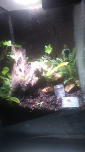 Mon terra, Elevage de pucerons made in Seednoir