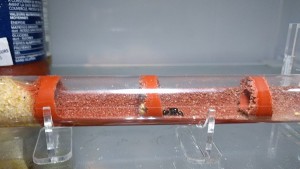 Gyne frigo, Elevage Messor barbarus au bureau