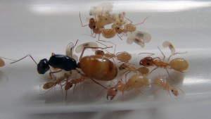 Camponotus turkestanus (21/12/18), [Blog] Camponotus turkestanus