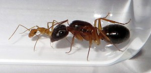 Camponotus pseudoirritans, **Fin [Blog] Les Camponotus pseudoirritans de Deucalion