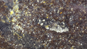Ondontomachus monticola - Larves, [Blog] Les Odontomachus sp. aff. monticola de Deucalion