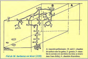 Fig.2  Un nid de Messor barbarus en hiver (d'après Cerdan, 1989)., (Debunk) Messor barbarus