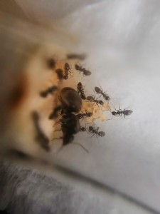 Fondation 2, Nourrissage aux vers de farine