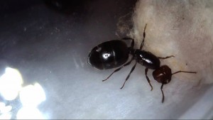 Dame de pique photo 2, [Blog] Les Crematogaster scutellaris de Sonaclov