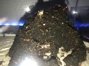 Petit morceau de fungus 14/01, [Blog] Les Acromyrmex octospinosus radioactives  ²³⁵U