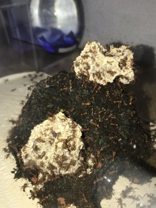 Fungus 17/01, [Blog] Les Acromyrmex octospinosus radioactives  ²³⁵U