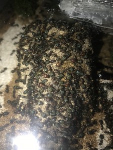 Rassemblement sur l'écorce, [Blog] Les Camponotus nicobarensis radioactives ²³⁵U