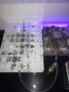 Nid + ADC, [Blog] Les Camponotus nicobarensis radioactives ²³⁵U