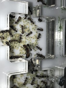 Zoom sur la gyne et ses oeufs, [Blog] Les Camponotus nicobarensis radioactives ²³⁵U
