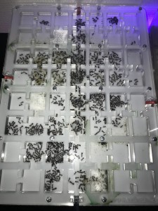 Vue d'ensemble du nid, [Blog] Les Camponotus nicobarensis radioactives ²³⁵U