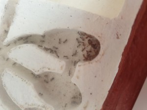 Zoom sur les salles, [Blog] Pheidole pallidula