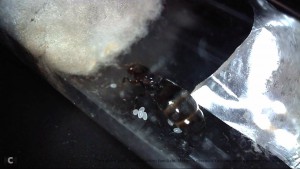 Oeufs collés à ses fesses, [Blog] Les Crematogaster scutellaris de Sonaclov