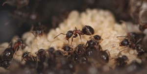 Ouvrière Lasius emarginatus sur le tas de couvain dormant., [Blog] Lasius emarginatus de la côte d'Azur