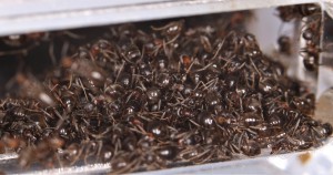 Ouvrières entassées pour passer l'hiver, [Blog] Lasius emarginatus de la côte d'Azur