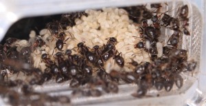 Couvain et ouvrières Lasius emarginatus, [Blog] Lasius emarginatus de la côte d'Azur