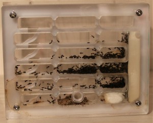 Nid des Lasius emarginatus en sortie de diapause., [Blog] Lasius emarginatus de la côte d'Azur