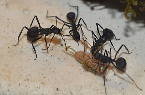 Ouvrières Polyrhachis cf. pressa, Des nouvelles de mes Polyrhachis cf. pressa de Bali
