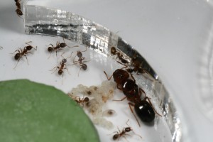 En nid 1, [Blog] Pheidole pallidula