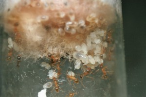 Couvain, [Blog] Pheidole pallidula