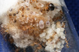 Couvain 2, [Blog] Pheidole pallidula