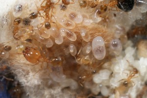 Major, [Blog] Pheidole pallidula