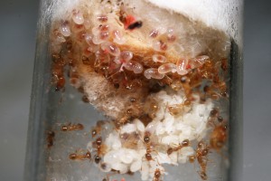 Couvain 3, [Blog] Pheidole pallidula