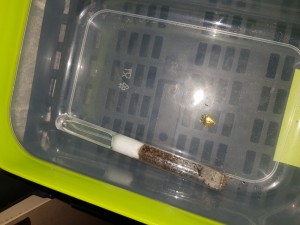 Tetramorium post diapause déjà bien active !, 