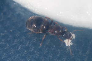 Gyne, [Blog] Toutes les Lasius de Whopic