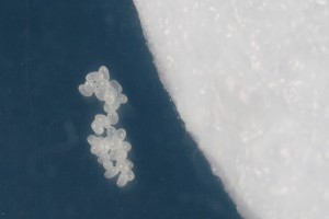 Couvain, [Blog] Toutes les Lasius de Whopic