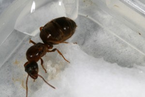 Couvain 2, [Blog] Toutes les Lasius de Whopic