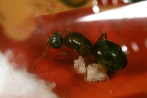 Couvain 1, [Blog] Toutes les Lasius de Whopic